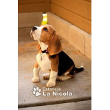 Cachorros Beagles 6