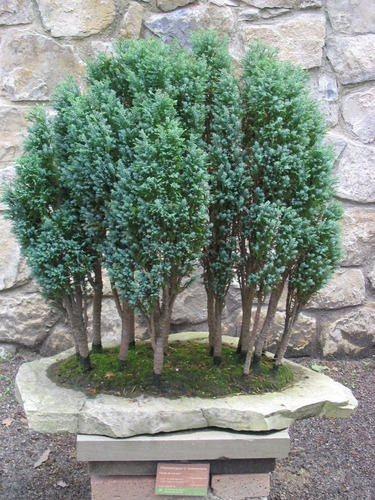 10 Semillas Árbol Bonsái Falso Cypress 
