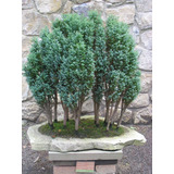 10 Semillas Árbol Bonsái Falso Cypress 