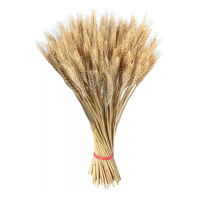 Ramo De Trigo Seco Natural 200 Espigas Para Bodas Y Hogar | MercadoLibre