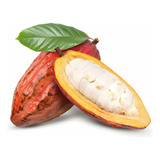Kit 1-árbol De Cacao To´ak, 2-criolllos, 1-trinitario