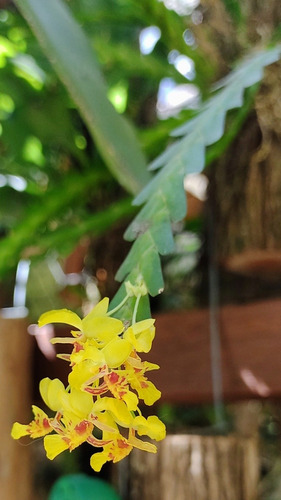 Lokarthya Lunifera - Linda Orquídea -mini E Micros Orquídeas