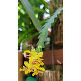 Lokarthya Lunifera - Linda Orquídea -mini E Micros Orquídeas