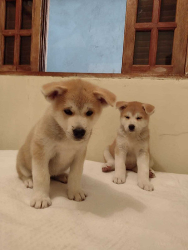 Akita Inu, Filhotes Perfeitos, Padrão Da Raça Com Pedigree 