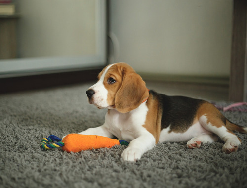 Beagle ! !! .