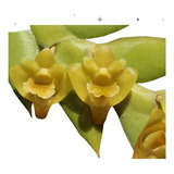 Planta Orquídea Dendrobium Anceps Misiones Online 