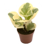 Planta Peperomia Variegada En Maceta 12 Deco Vintage