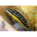 Peixe Ciclideo Africano Julidochromis Ornatus 3cm