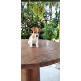 Cachorra Jack Russell Bogota Animal Pets Colombia 