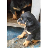 Rottweiler Filhote Perfeitos Com Pedigree ***