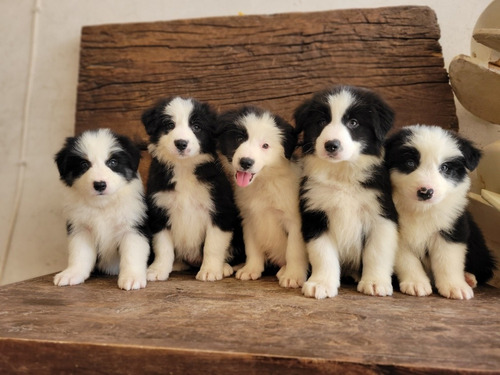 Manual Del Border Collie 