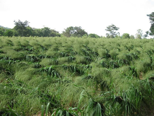 Semillas De Pasto Guinea India Bolsa De 10 Kilos