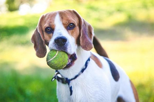 Pelota De Tenis Wilson X 5 U Para Mascotas O Manualidades