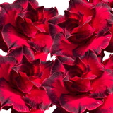 Enxerto Rosa Do Deserto Lm14 Flor Tripla Vermelha E Negra