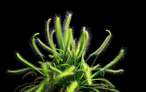 20 Sementes Planta Carnivora Drosera Capensis Alba P/ Muda