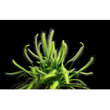 20 Sementes Planta Carnivora Drosera Capensis Alba P/ Muda
