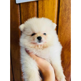 Filhote Fêmea Spitz Alemão Branca Creme Lulu Da Pomerania