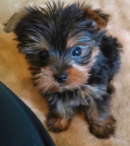 Yorkshire Terrier Yorky Yorkie Hermosos Cachorros Cn Pedigri