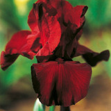Mix Colores 20 Semillas De Orquidea Iris 