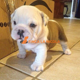 Cachorro Bulldog Ingles 28