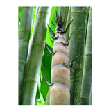 Semillas De Dendrocalamus Giganteus - Bambu Gigante Cod 1313