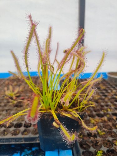 200 Semillas De Plantas Carnívoras Mix 