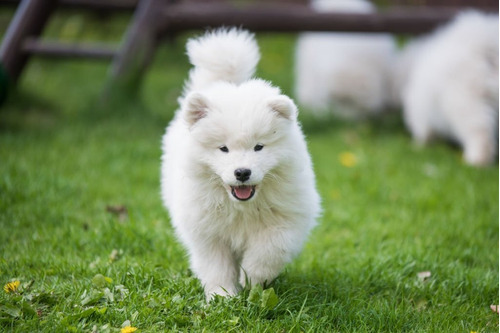 Samoyedo Cachorro Disponible Perro Medellin Bogota Samoyedo