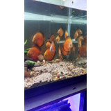 Discus Red White 