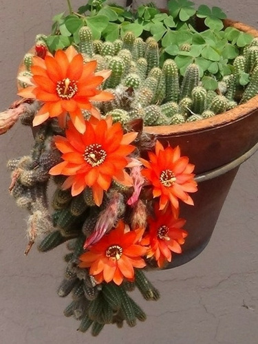 Cactus. Chamaecereus Silvestrii 