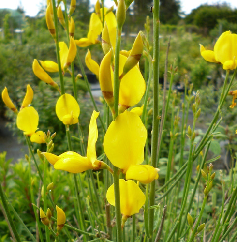 Retamo Amarillo Planta Ornamental Flor