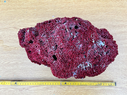 Coral Natural Marino  Excelente Rojo Gigante 40cn !!!
