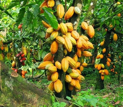 50 Semillas De Cacao Amarillo ( Germinacion Rapida )