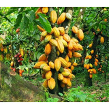 50 Semillas De Cacao Amarillo ( Germinacion Rapida )