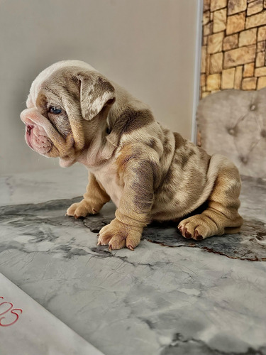 Bulldog Ingles Lilac Tri Merle Perros Cachorros Disponibles