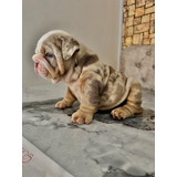 Bulldog Ingles Lilac Tri Merle Perros Cachorros Disponibles