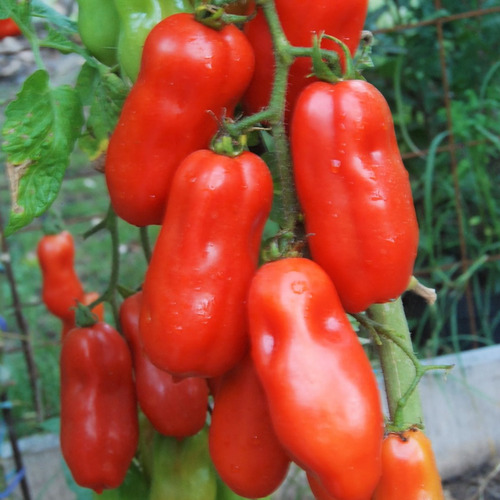 Semillas Tomate San Marzano Italiano! Tradicional De Salsas!