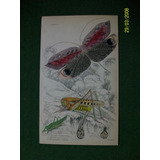 Insecto Mariposa  Acrida  Grabado Coloreado A Mano De 1833