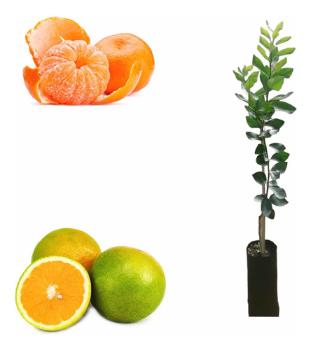 Muda De Laranja Pera Rio + Ponkan Para Produzir  Em 1 Ano