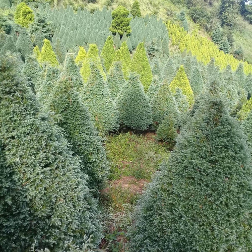 Pinos O Arboles De Navidad Natural Frondosos 1.6 Metros 