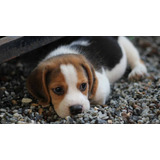 Cachorro Beagle Tricolor 05