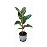 Ficus Elastica -gomero- Variegado 