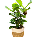 Ficus Pandurata Triple En Maceta Y Porta Maceta De Yute