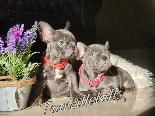 Bulldog Frances Blue/lilac Choco Testeable 