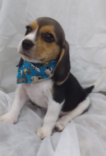 Beagle Snoopy Tricolor 13 Polegadas Macho Entrego Hoje Sp