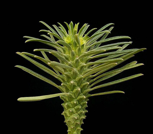 10 Semillas De Euphorbia Clandestina / Cuello De Avestruz