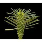 10 Semillas De Euphorbia Clandestina / Cuello De Avestruz
