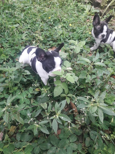 Cachorros Bulldog Francés Vaquita