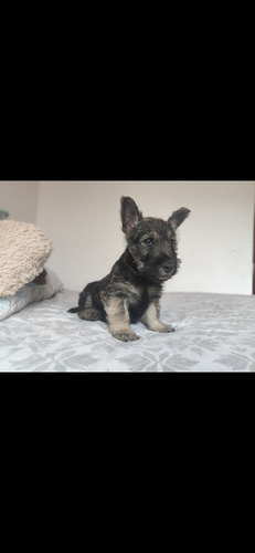 Cachorros Scottish Terrier 