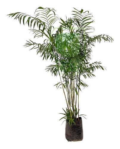 Palma Bambú