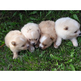 Precios Especiales De Los Pomerania Mini Mascotas Rionegro